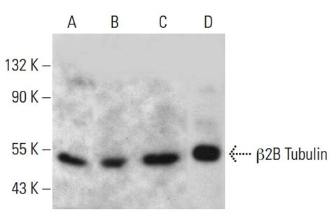 Anti B Tubulin Antibody At B Scbt Santa Cruz Biotechnology