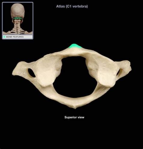 C1 Vertebra – Atlas and Accompanying Structures | Neck muscle anatomy ...