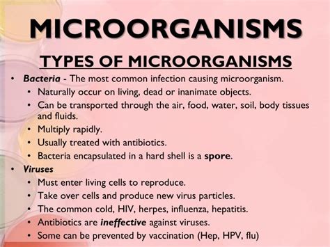 PPT - MICROORGANISMS PowerPoint Presentation - ID:2188967