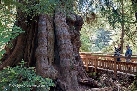 Rockaway Big Tree - Trail to the Ancient Western Red Cedar - Oregon Discovery