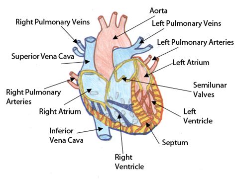 Fetal Pig Circulatory System Diagram Labeled