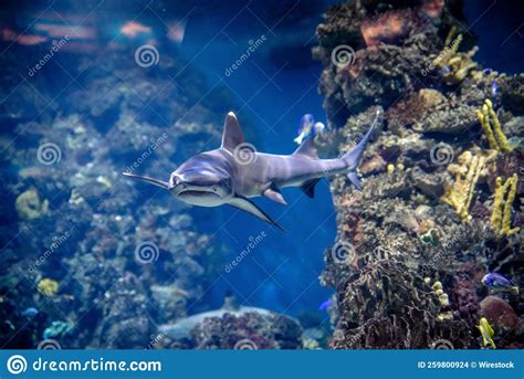 Shark Swimming Underwater Inside the Aquarium Stock Photo - Image of ...