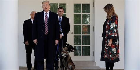 Conan The Isis Raid Dog Leads List Of Most Heroic Dogs Of 2019 Fox News