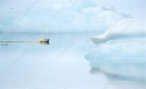 Polar bear swimming - Stock Image - F042/6454 - Science Photo Library