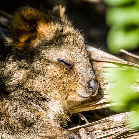 Quokka Wallpapers Top Free Quokka Backgrounds Wallpaperaccess