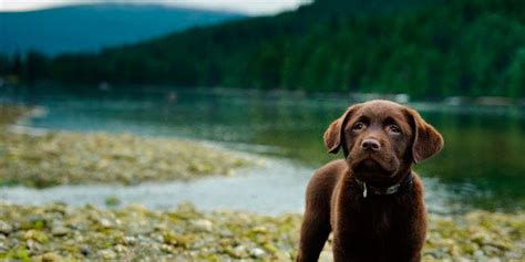 Chocolate Labradors Have A Shorter Life Expectancy Than Yellow Or Black