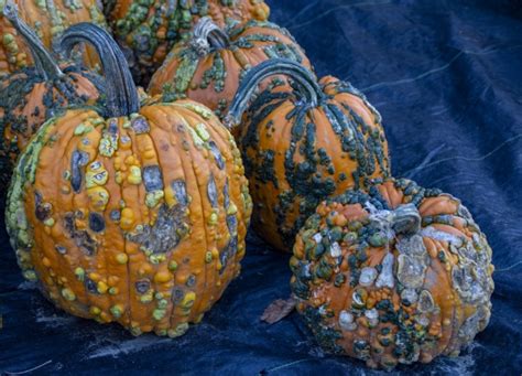 Lumpy Pumpkins Free Stock Photo Public Domain Pictures