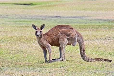 Where To See Kangaroos In Australia Insight Guides Blog