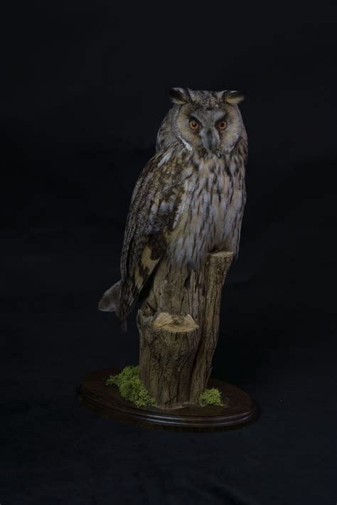 Long Eared Owl 5649 UK Bird Small Mammal Taxidermist Mike Gadd