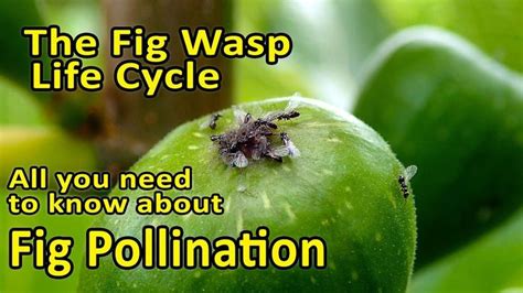 Fig Pollination and Fig Wasp Life Cycle (Blastophaga psenes) - All you ...