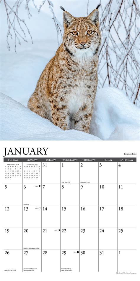 Wildlife Kalender 2025 Kopen Bestel Eenvoudig En Snel Online