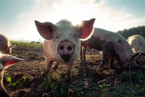 Pig Farm: Sunny Cedars Farm | Edible Charleston