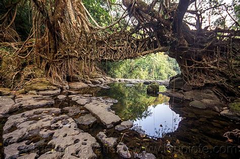 Jingmaham Living Root Bridge Mawlynnong India