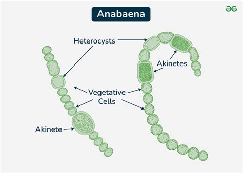 Overview Anabaena Structure Nitrogen Fixation And Occurrence