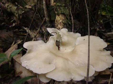 Wild Oyster Mushrooms in yard (fungi forum at permies)