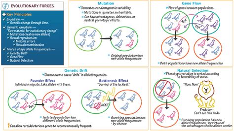 General Biology Overview Of Evolutionary Forces Ditki Medical