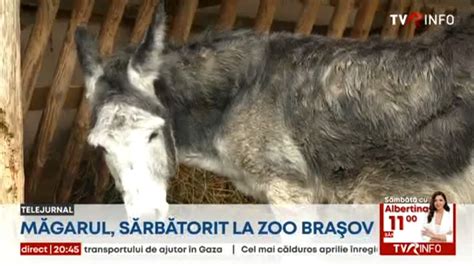 Măgărușul Evelin a fost sărbătorit la Zoo Brașov în ziua dedicată