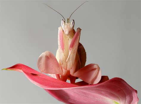 Pink Orchid Mantis Gloriously Looks Like A Beautiful Flower To Hunt Food