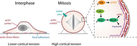 mitotic cell vrogueco