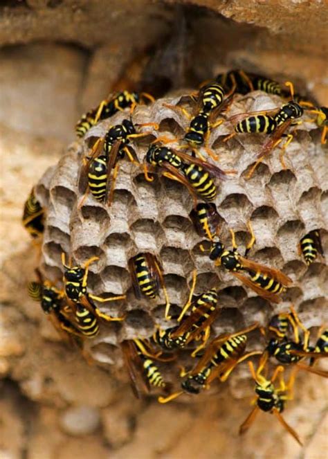 6 Types Of Wasp Nests Identification Photos 6 Things To Know The Buginator