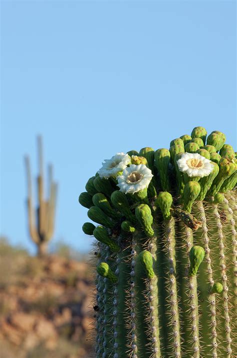 Saguaro Cactus Flowers Photograph by Kencanning | Fine Art America