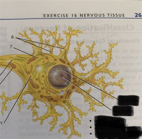 Parts Of Motor Neuron Pt1 Diagram Quizlet