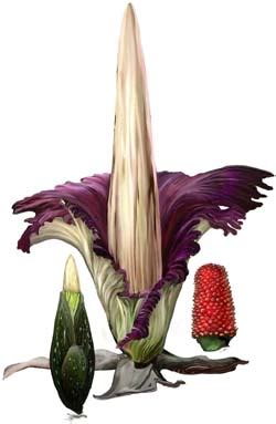 Blooming of the Titan Arum