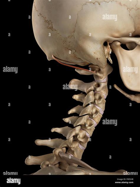 normal neck bones  res stock photography  images alamy