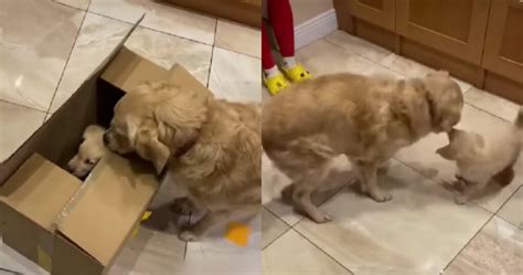 Golden Retriever Incontra Il Suo Fratellino Umano Per La Prima Volta E