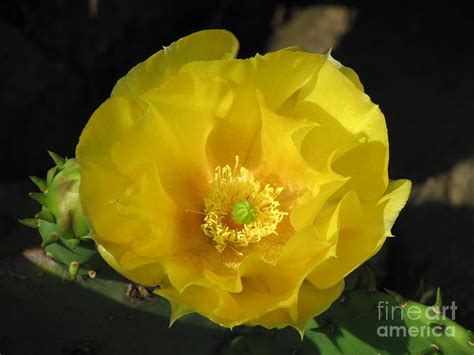 Moms Cactus Photograph By Michele Bishop Fine Art America