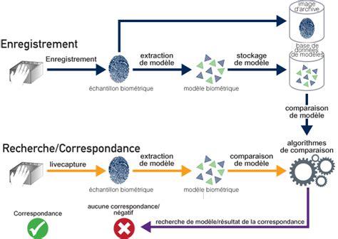 Qu est ce que la biométrie Processus biométriques