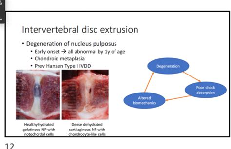 Myelopathies Intervertebral Disc Disease Flashcards Quizlet