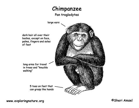 Chimpanzee