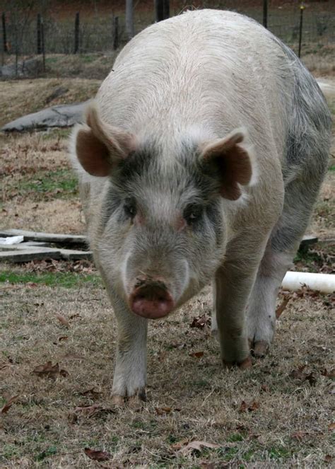 raising pigs pros cons  prairie homestead