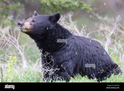 American Black Bear Ursus Americanus Jasper National Park Kanada