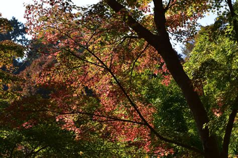 Choju Ji Kamakura Kanagawa Japan Patryk Antkiewicz Flickr