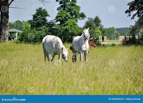 Two White Horses Graze On Green Grass In A Meadow Stock Image Image