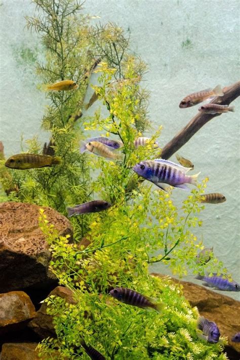 Planted Cichlid tank setup | Freshwater aquarium fish, Aquarium fish, Ocean underwater