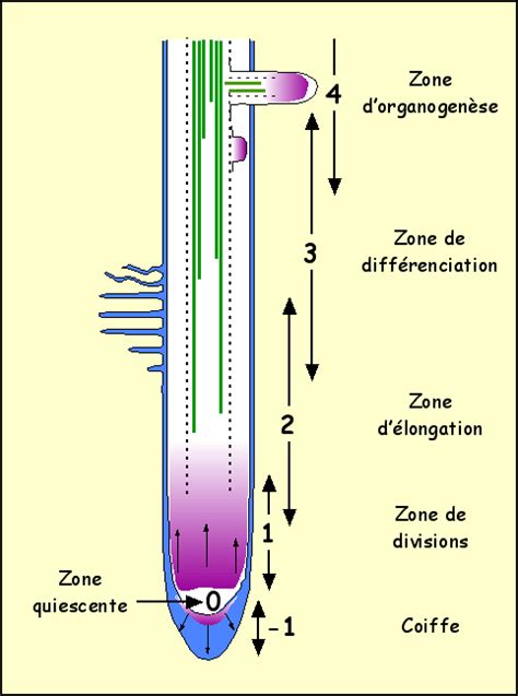 Appareil V G Tatif Croissance