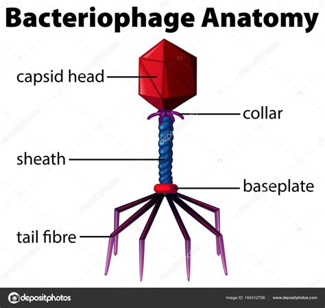 Diagram showing bacteriophage anatomy Stock Vector Image by ...