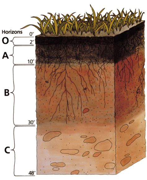 Soil Components