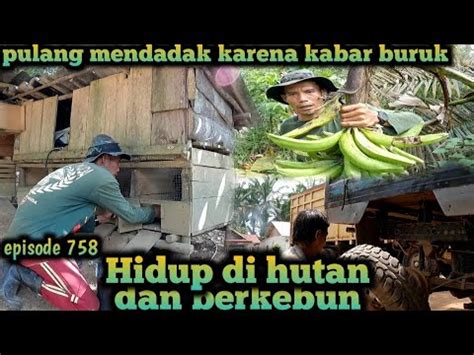 Kabar Buruk Pulang Mendadak Bang Komri Tinggal Sendiri Di Kebun Warta