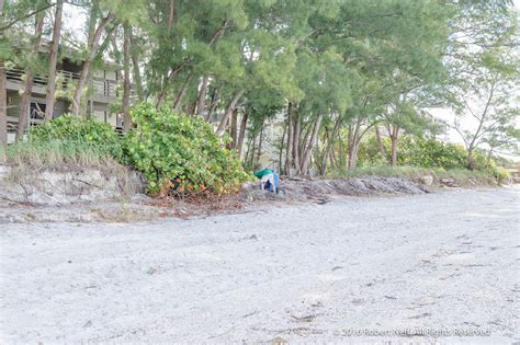 Beach Erosion Caused By Hurricane Hermine Along Sunset Beach On