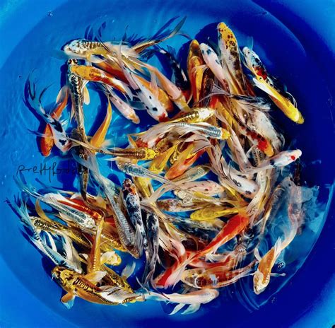 100 Lot Assorted 2 4 Live Koi Standard Fin Fish Mixed Lot Free