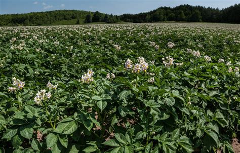 Msu Agbioresearch Msu Extension To Host Field Days Around The State