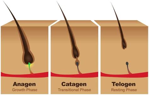 HAIR GROWTH CYCLE - Blog Vietnam Remy Hair