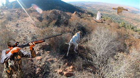 Chasse Perdrix Et Lievre Au Maroc Partridge Hunting