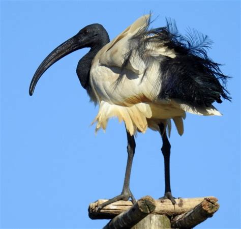 African Sacred Ibis