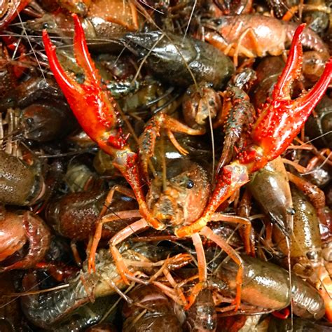 mudbugs crawfish voted   crawfish  closest friends  family