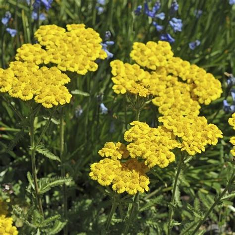 Achillea Tomentosa Aurea 9 Cm Topf Günstig Kaufen Meingartenshopat